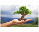 View Bonsai Manipulation Images